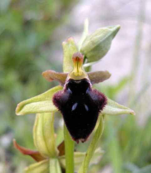 Ophrys delle Mainarde